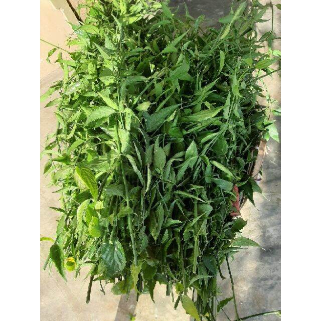 1kg cây xương khỉ khô