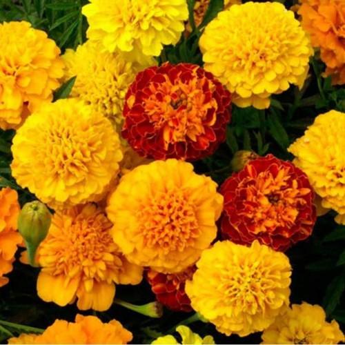 Hạt Giống Hoa Cúc Vạn Thọ Pháp Mix