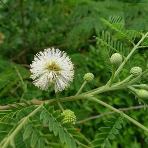Hạt giống cây keo dậu cây dang cây bình linh - gói 10 gram