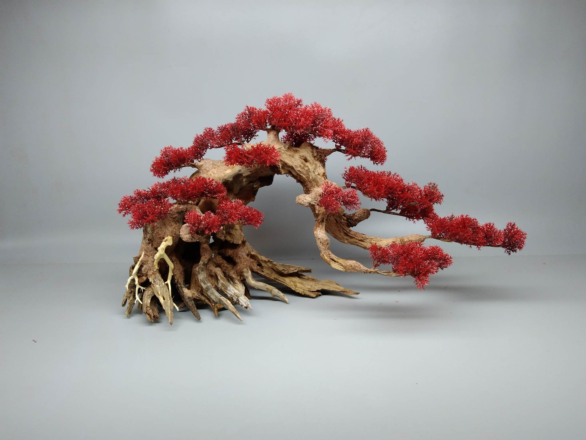 Cây gỗ lũa Bonsai mẫu tử ( một cây lớn và một nhỏ)