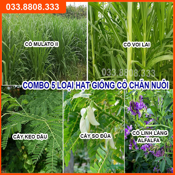 Combo 5 Loại Hạt Cỏ Chăn Nuôi Phổ Biến Hiện Nay - Cỏ Voi Lai, Mulato II, Keo Dậu, So Đũa, Alfalfa ( mỗi loại 50g)