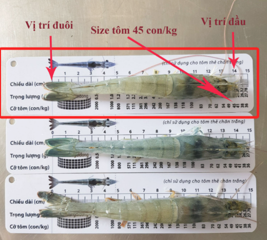 2 Cây thước đo tôm thẻ bằng nhựa