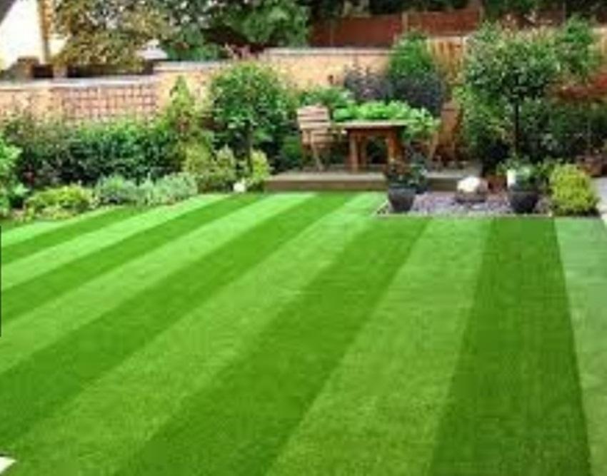 Hạt giống Cỏ trồng thảm Bermuda