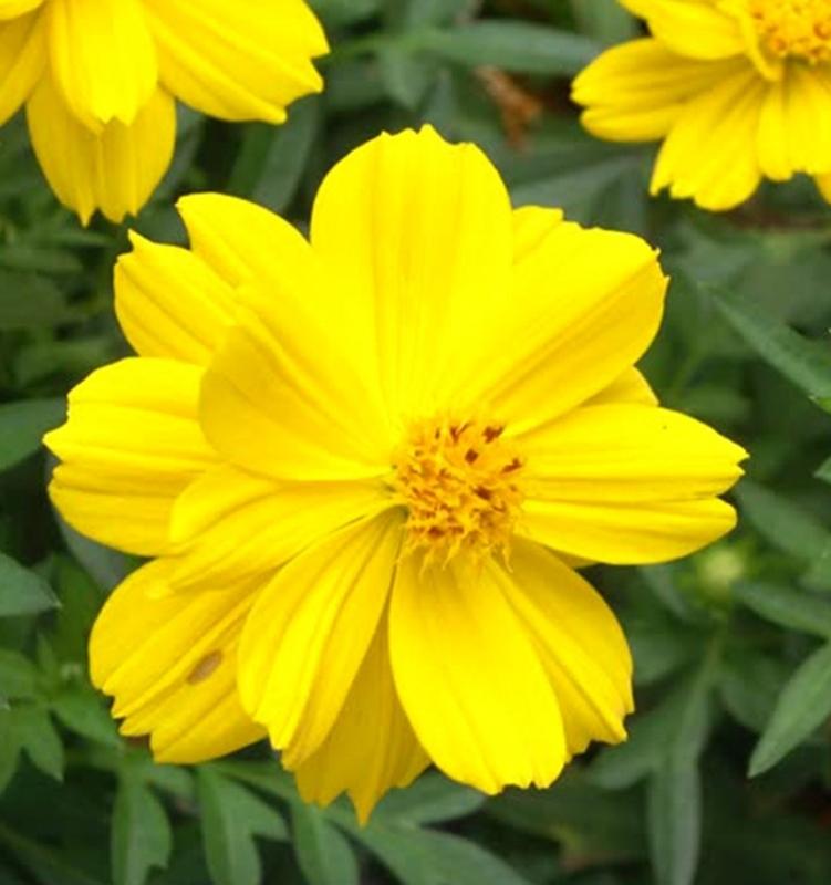 Combo 1  gói Hạt giống hoa CÁNH BƯỚM VÀNG LÙN KÉP 1 gói kích nảy mầm, 1 gói phân bón nảy chồi ra lá