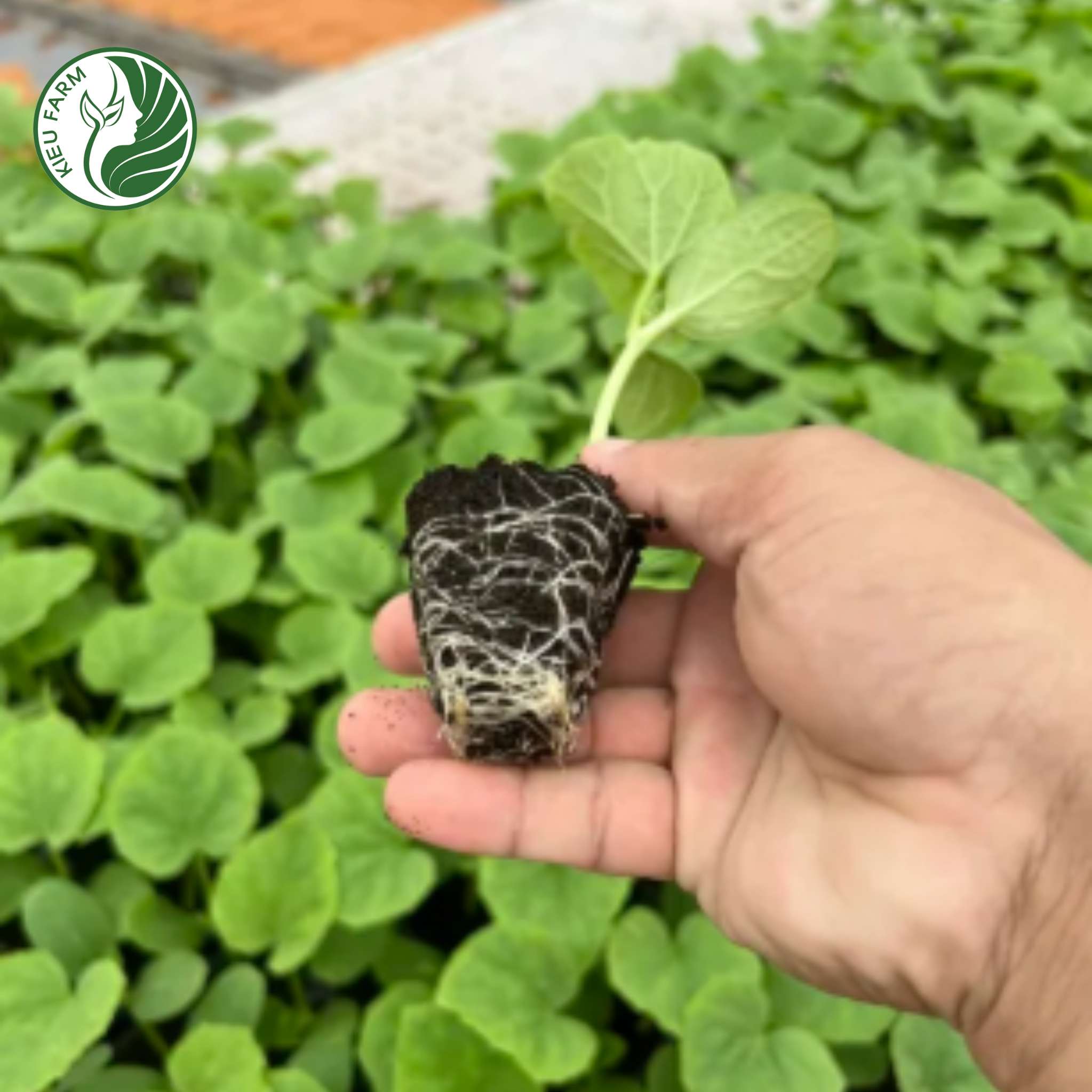 Combo 5 khay nhựa ươm hạt (loại 50 lỗ)