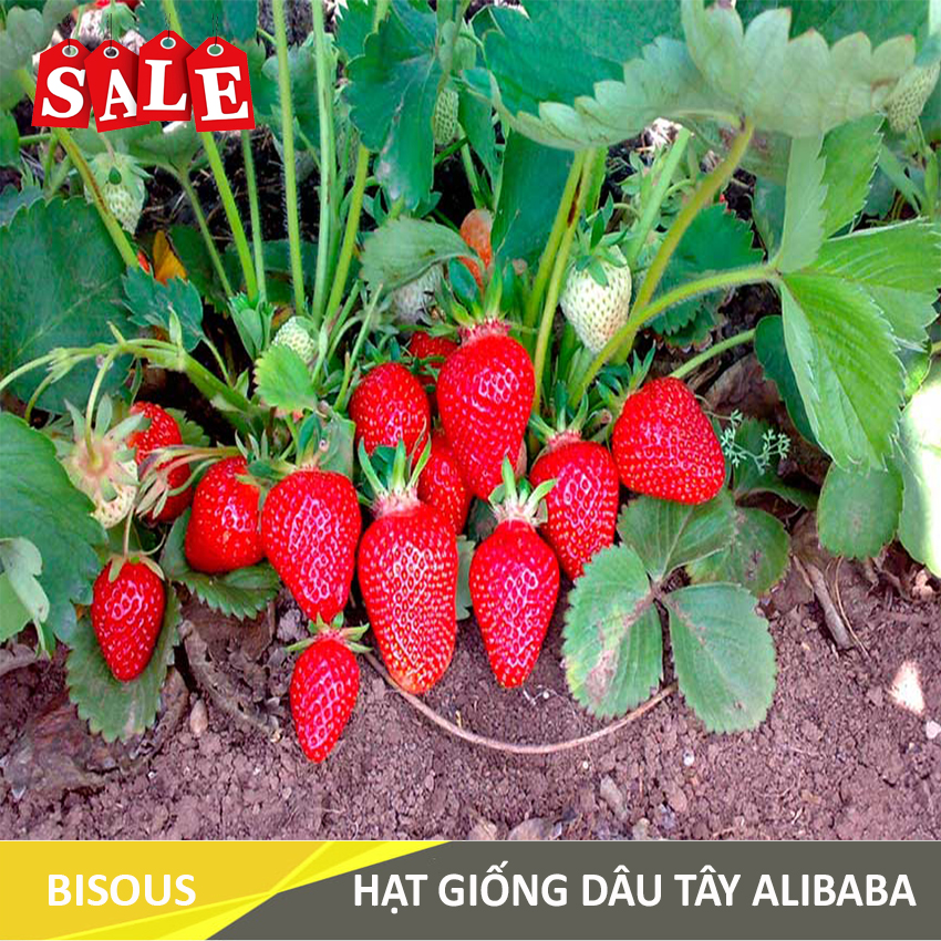 Hạt giống Dâu tây Q24 Bisous KLT 50 hạt
