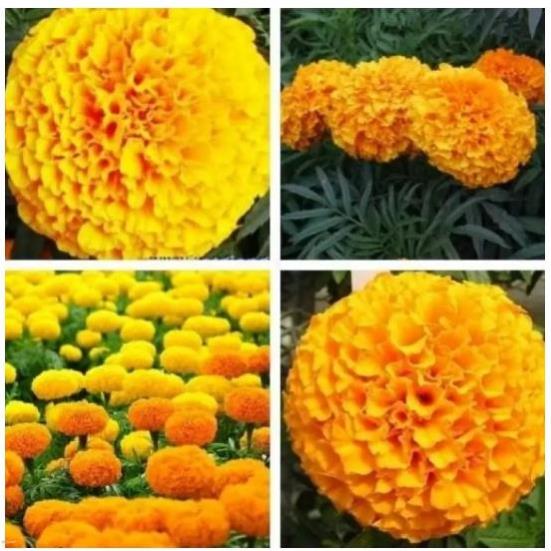 Hạt giống hoa vạn thọ 2 màu m-01 - gói 1 gram