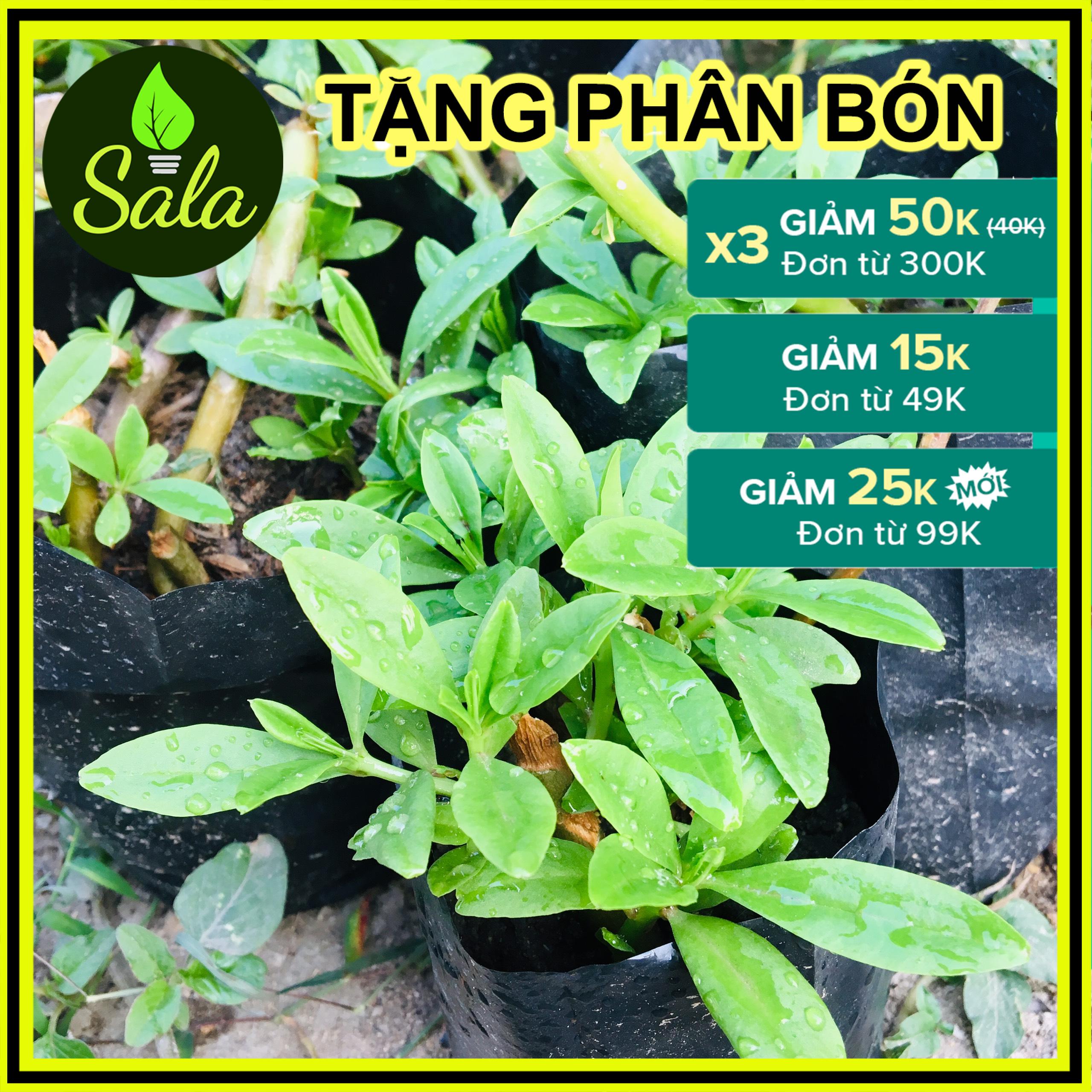 CÂY SÂM ĐẤT (THỔ SÂM, ĐỊA SÂM)