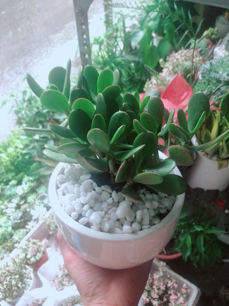 Chậu Cây Ngọc Bích