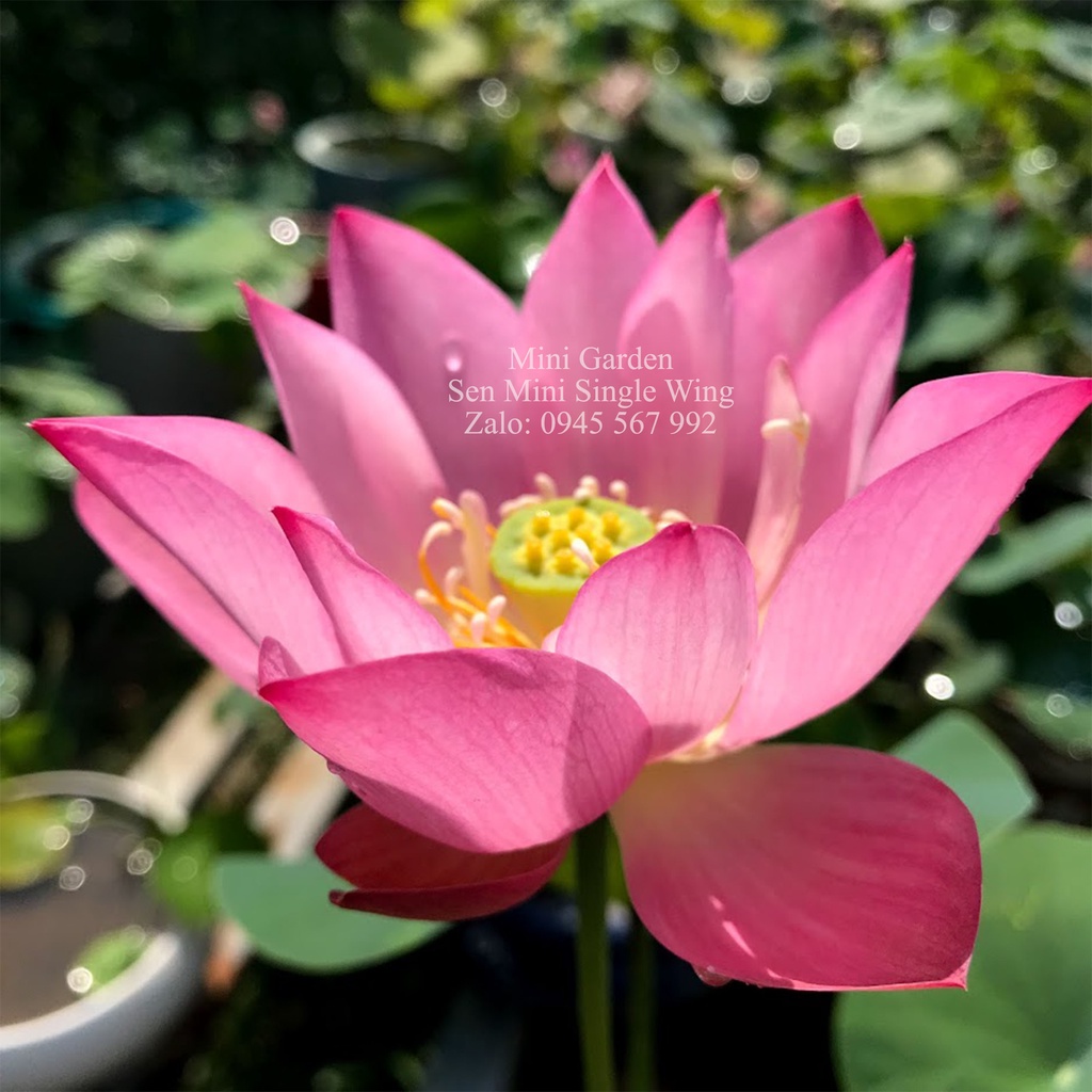 CỦ SEN< NGÓ SEN<<< Củ Giống Hoa Sen Mini Nhật Single Wing