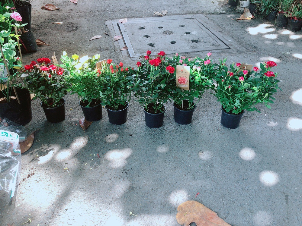 Hoa Hồng Siêu Nụ 120k/chậu (được chọn màu)