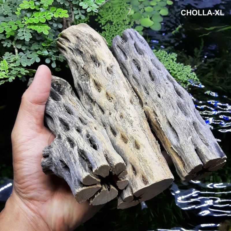 Lũa Cholla Chuyên Cho Tép Cảnh