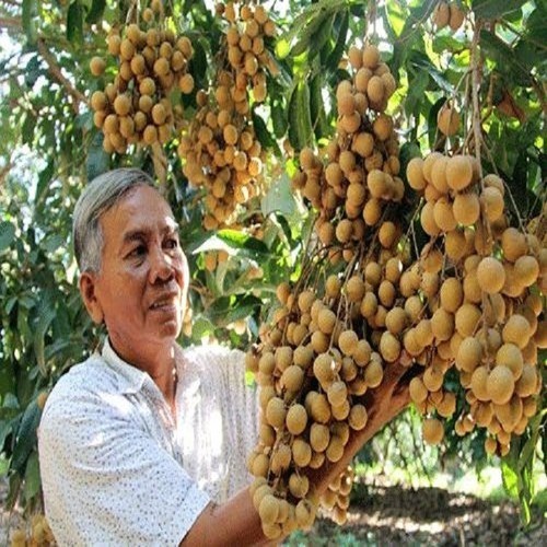 cây giống nhãn IDO