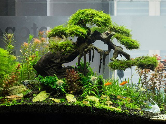 Vi Sinh Làm Trong Nước Bể Cá Cảnh Extra Bio