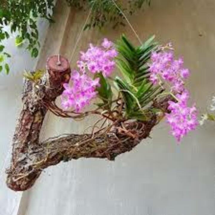 4 CÂY Lan rừng QUẾ TÍM