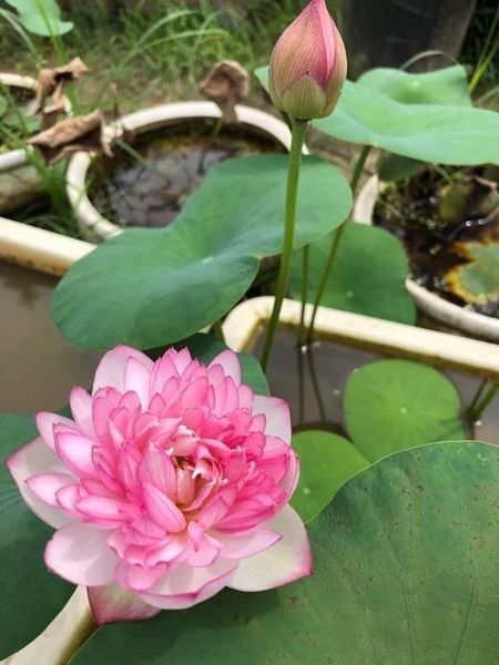 Hạt giống sen nhật mini gói 5 hạt