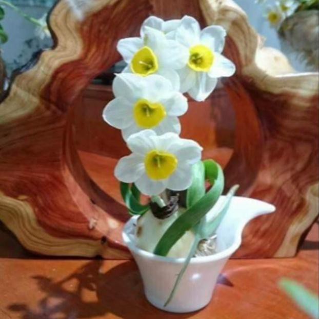 Củ giống hoa thủy tiên( củ nhỏ)