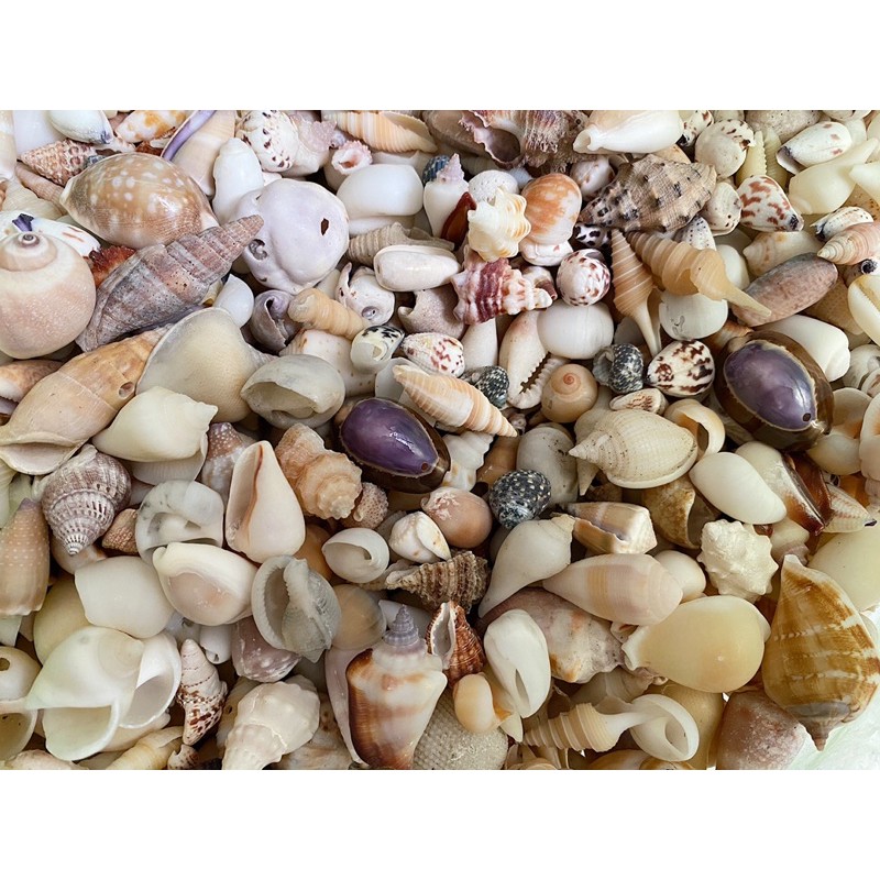 [FREESHIP MAX]  - Vỏ ốc mix 100gr - Vỏ Ốc Vỏ Sò VANEE SHOP