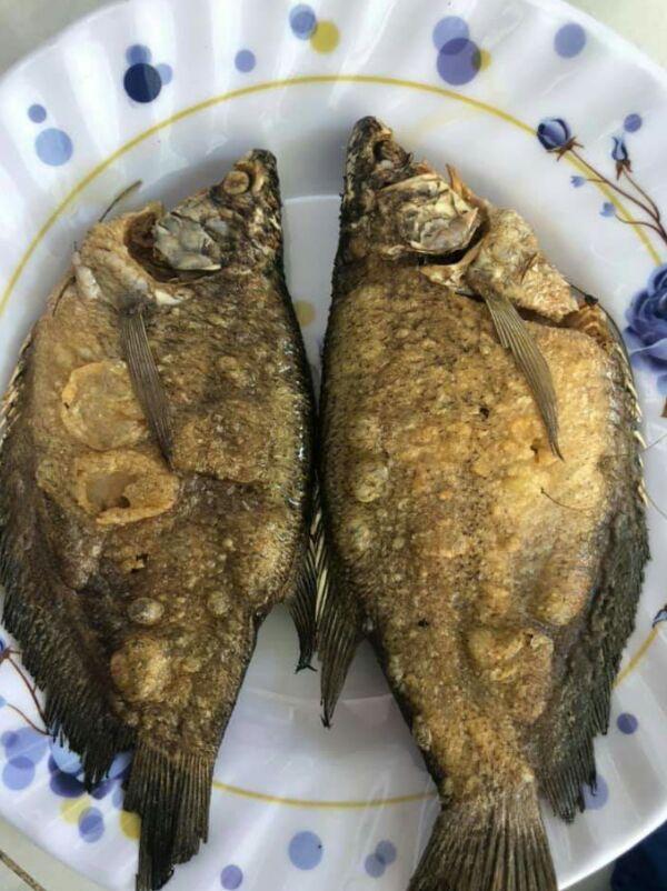 1 kg khô cá sặc rằn size 10_12con