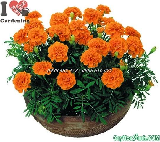 2 gói Hạt giống Hoa Cúc Vạn Thọ Pháp ~100 hạt (tặng gói kích nẩy mầm và hướng dẫn)
