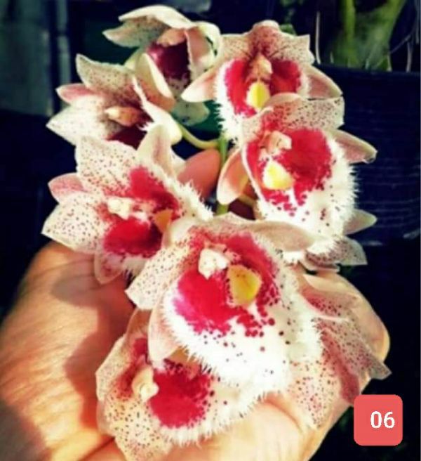 hoa lan thiên nga cây giống