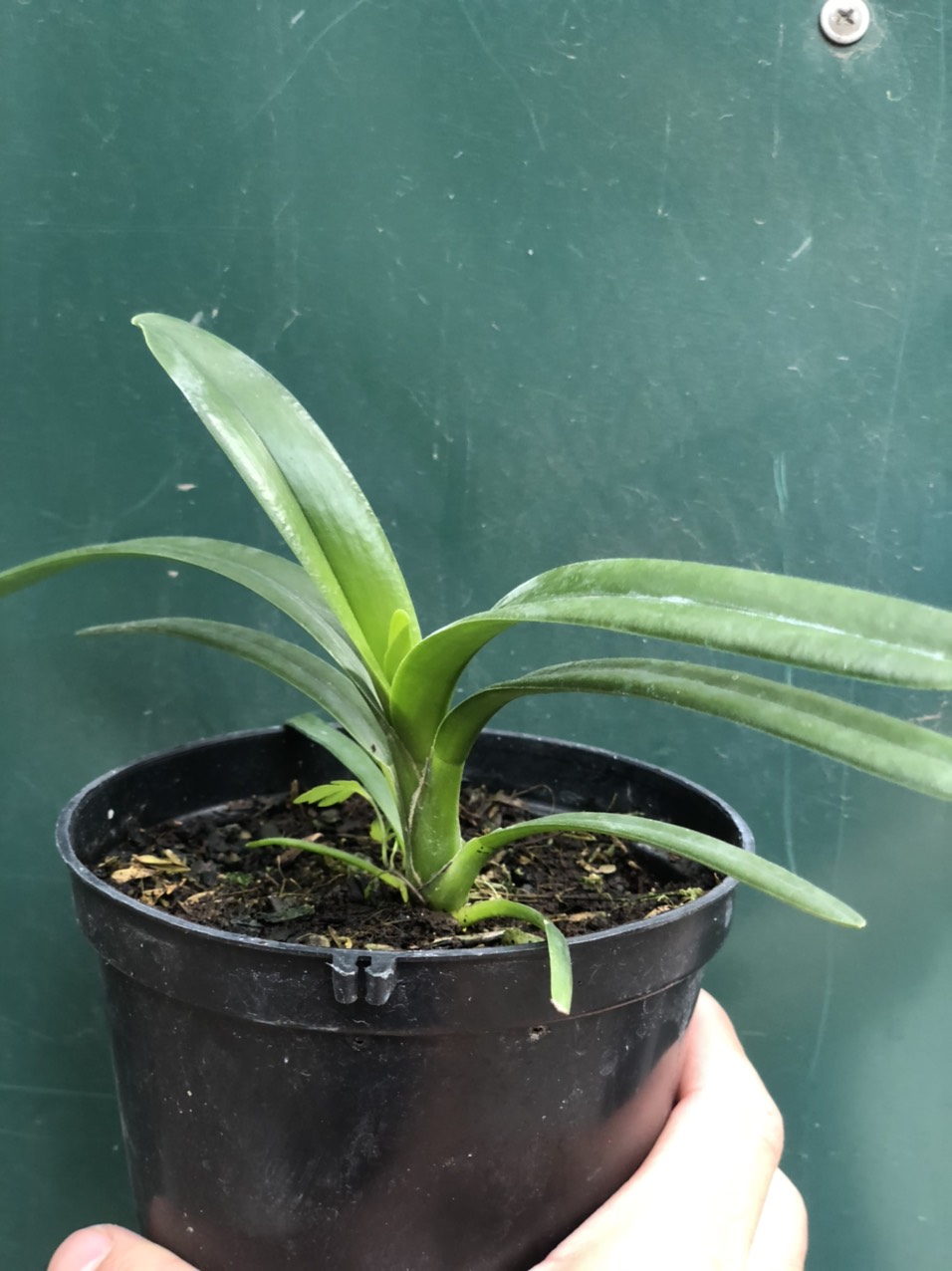 Red Devil  Lan Kiem giống chớp 1 năm tuổi