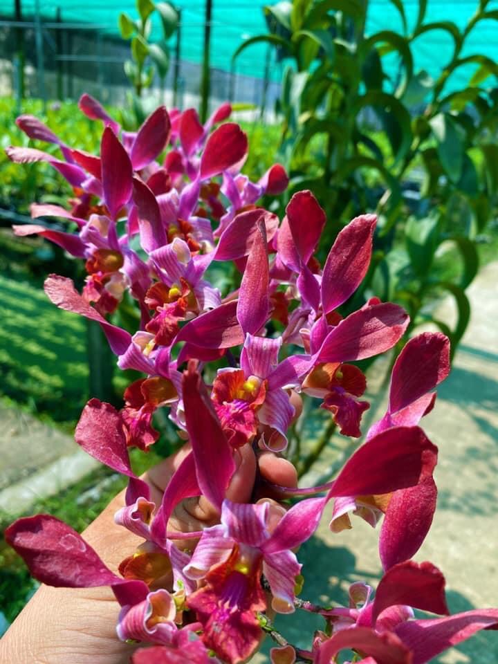 Denro nắng xưa Huyết Long