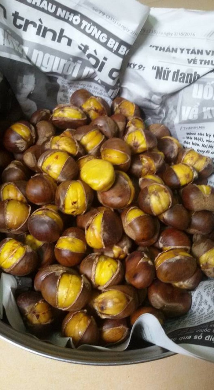 CÂY GIỐNG HẠT DẺ ĐEN TRÙNG KHÁNH
