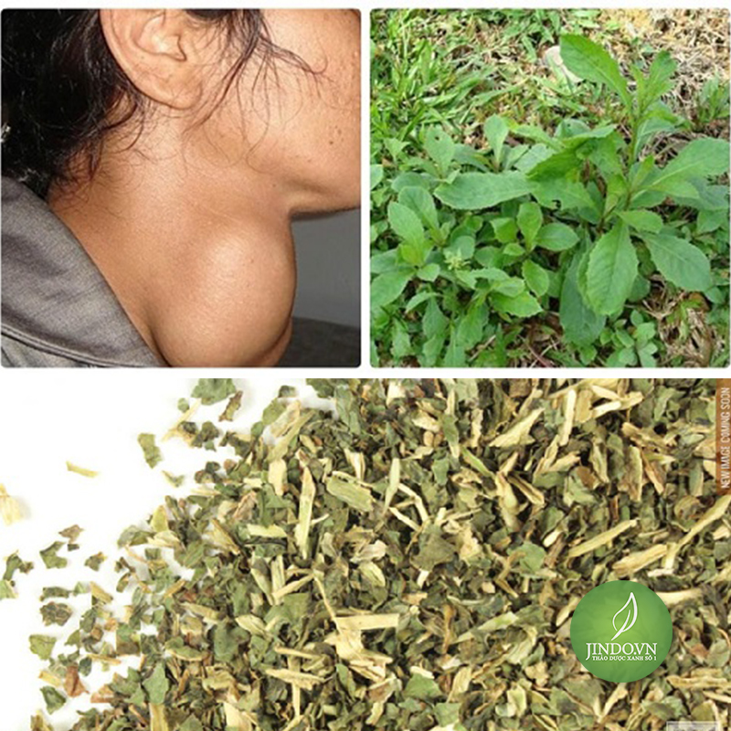 Cây cải trời (gói 1kg khô) - LV175