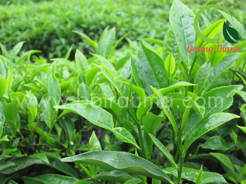 Bột Trà Xanh