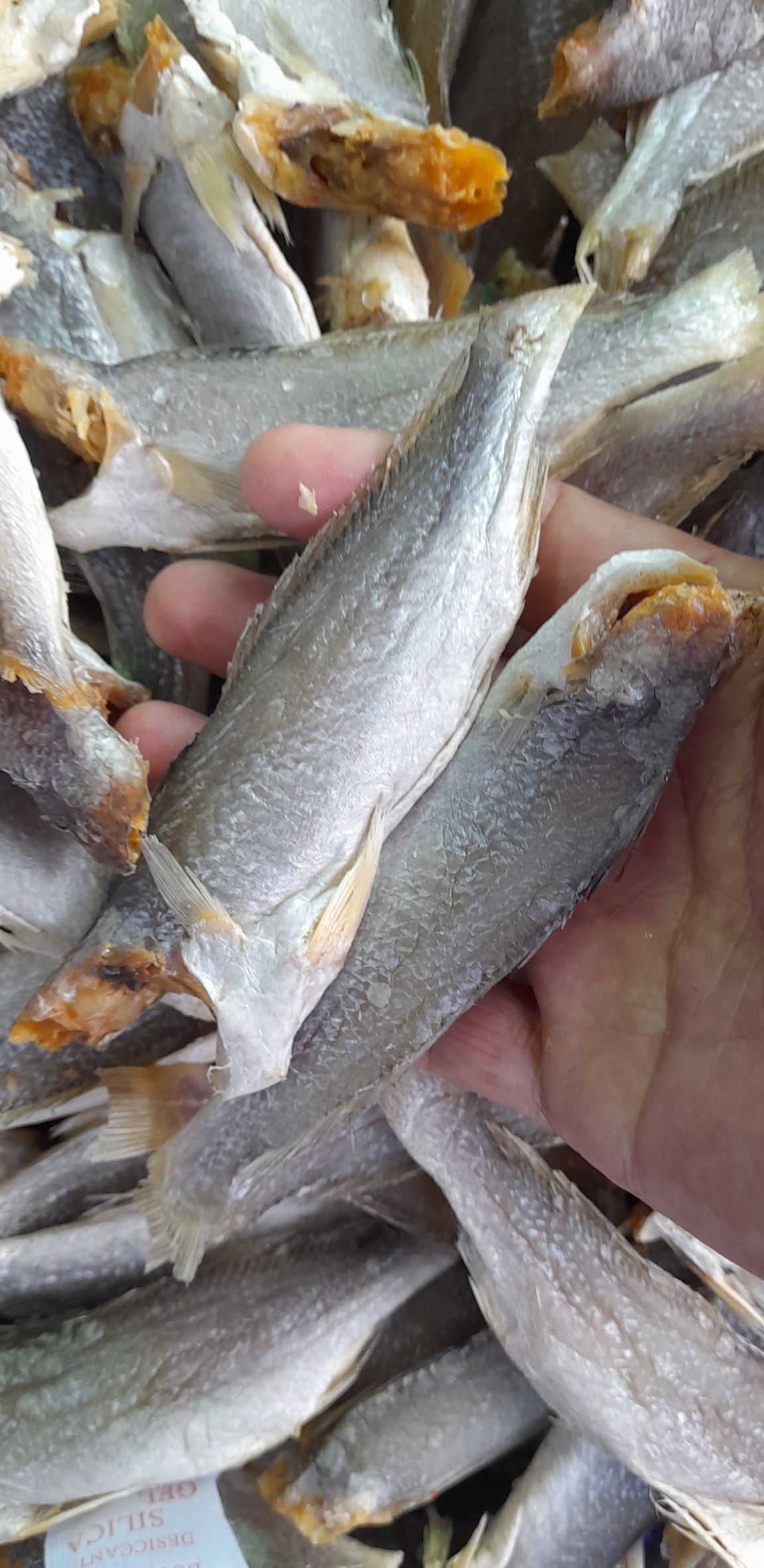 Khô Cá Đù (Túi 500gr)