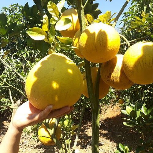 Combo 2 cây giống bưởi Diễn F1 - C008