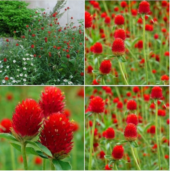 "Gói 100 "Hạt giống hoa cúc bách nhật hoa màu đỏ [Seeds]
