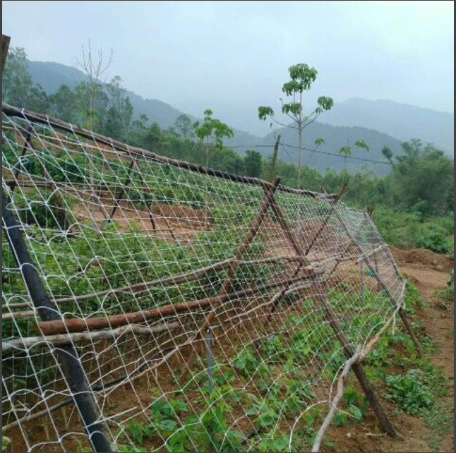 Lưới giàn leo , lưới giàn cây, lưới trồng cây leo ( kích thước 3m x 5m)
