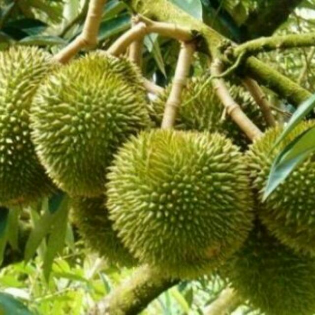 CÂY GIỐNG SẦU RIÊNG MONTHONG THÁI LAN (sầu riêng Dona)
