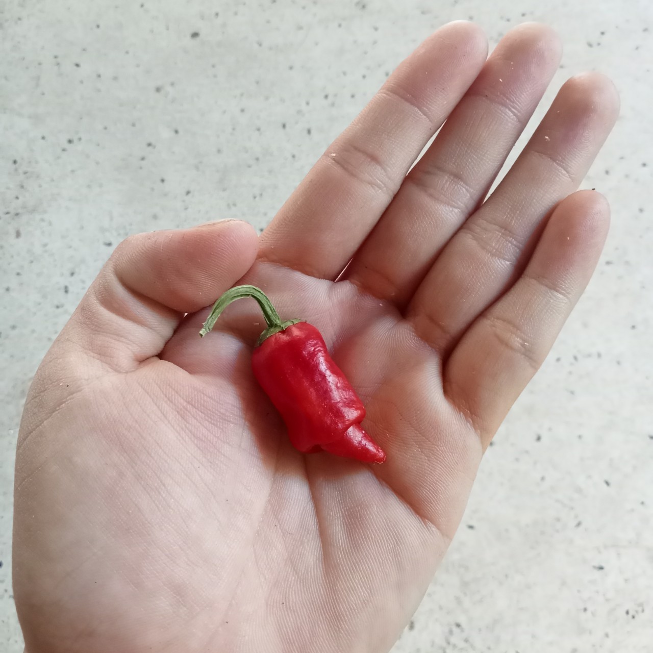 5 Hạt Ớt Peter (Ớt Cu Tí)