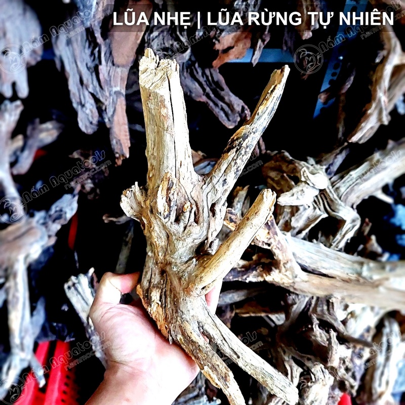 Lũa Nhẹ - Dòng Lũa Rừng Tự Nhiên | Lũa Chuyên Setup Bể Cá Thuỷ Sinh - Bán Cạn - Tiểu Cảnh - Tetrarium [1kg]