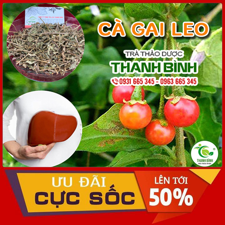 Cà gai leo khô 100g hàng sạch thơm loại 1 - dược liệu thanh bình