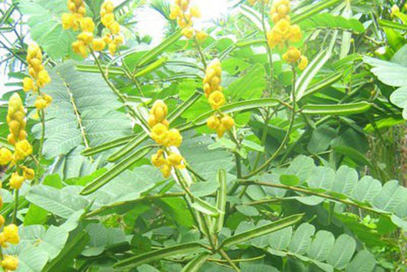 KM- Cây Muồng Trâu Khô - 01KG a6