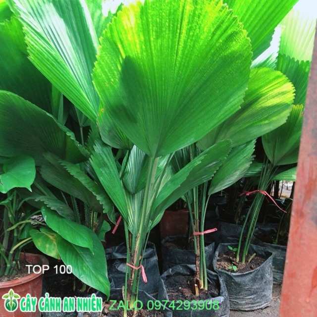 Cây cọ nhật