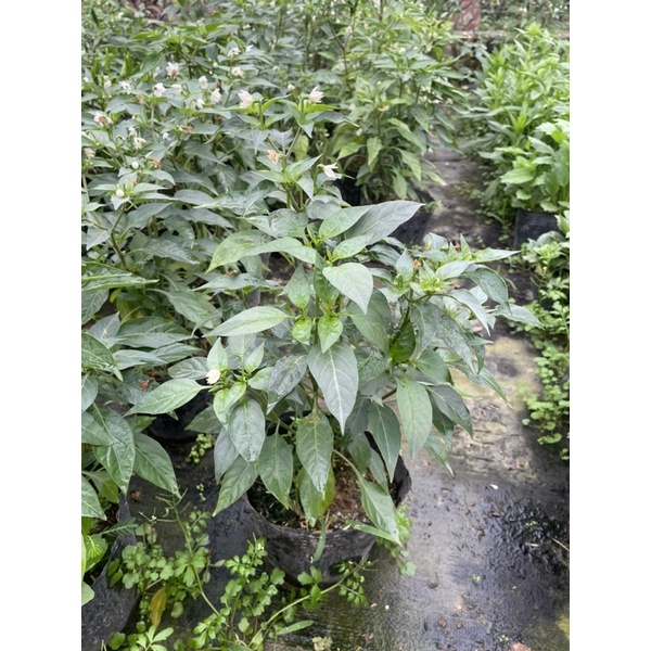 CÂY ỚT CHỈ THIÊN F1 Siêu cay