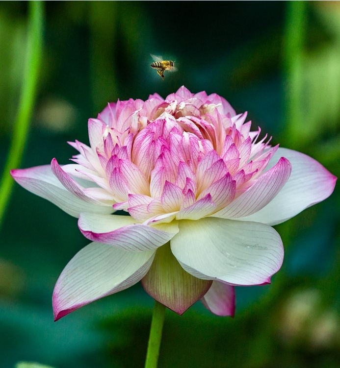 Purple White Lotus Seeds (Pack of 5 Seeds)