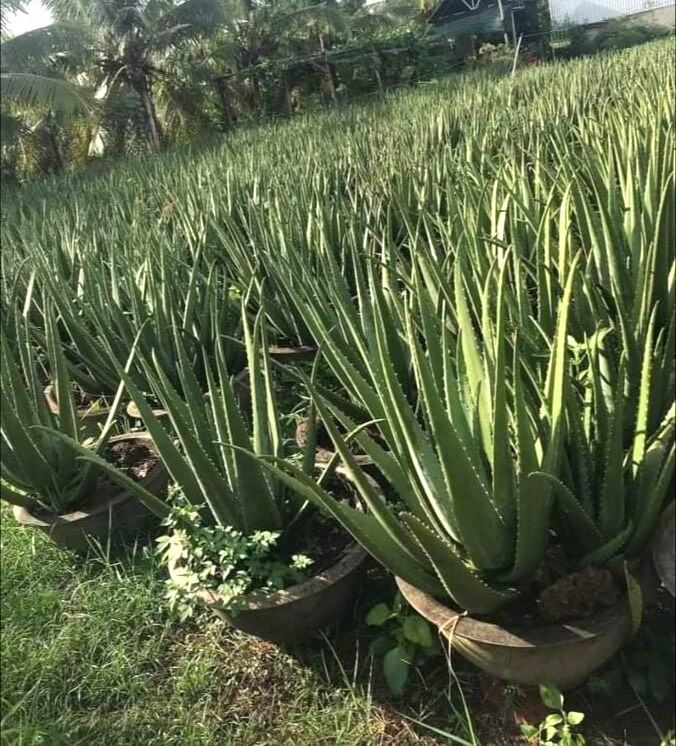 5 Cây nha đam mỹ bẹ siêu to đẹp