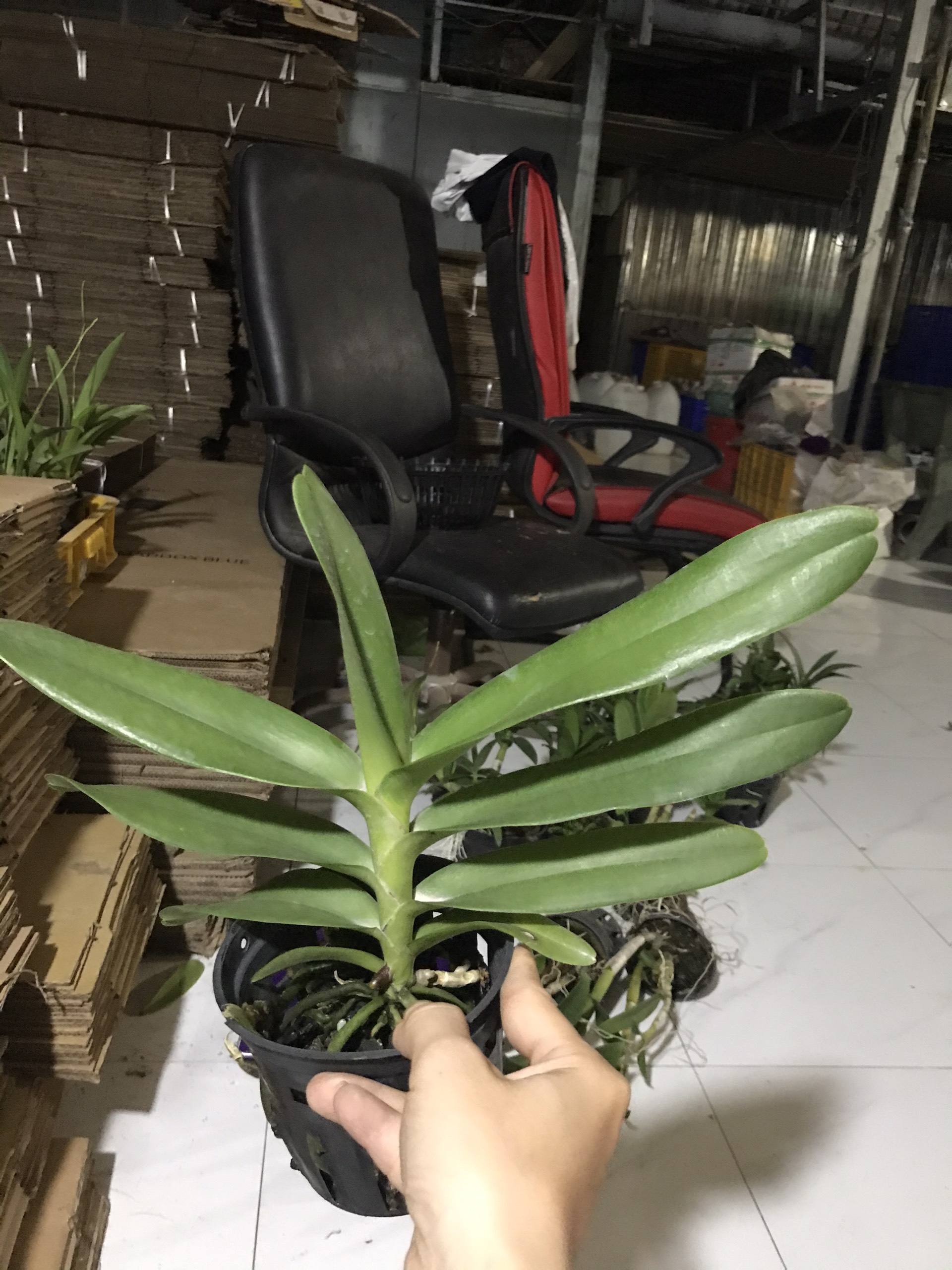 Hoa lan renred