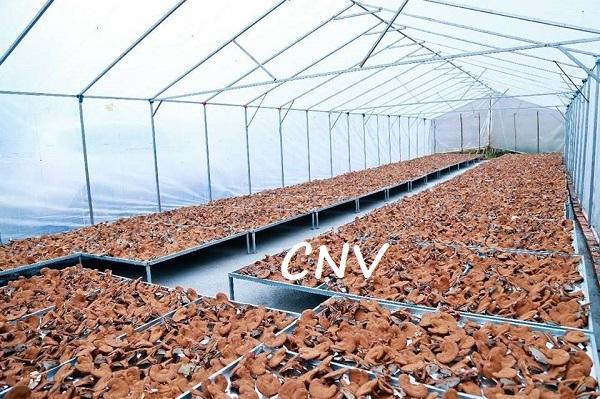 Nấm linh chi đỏ 500g xay bột ( Giống xích chi Việt Nam) CNV