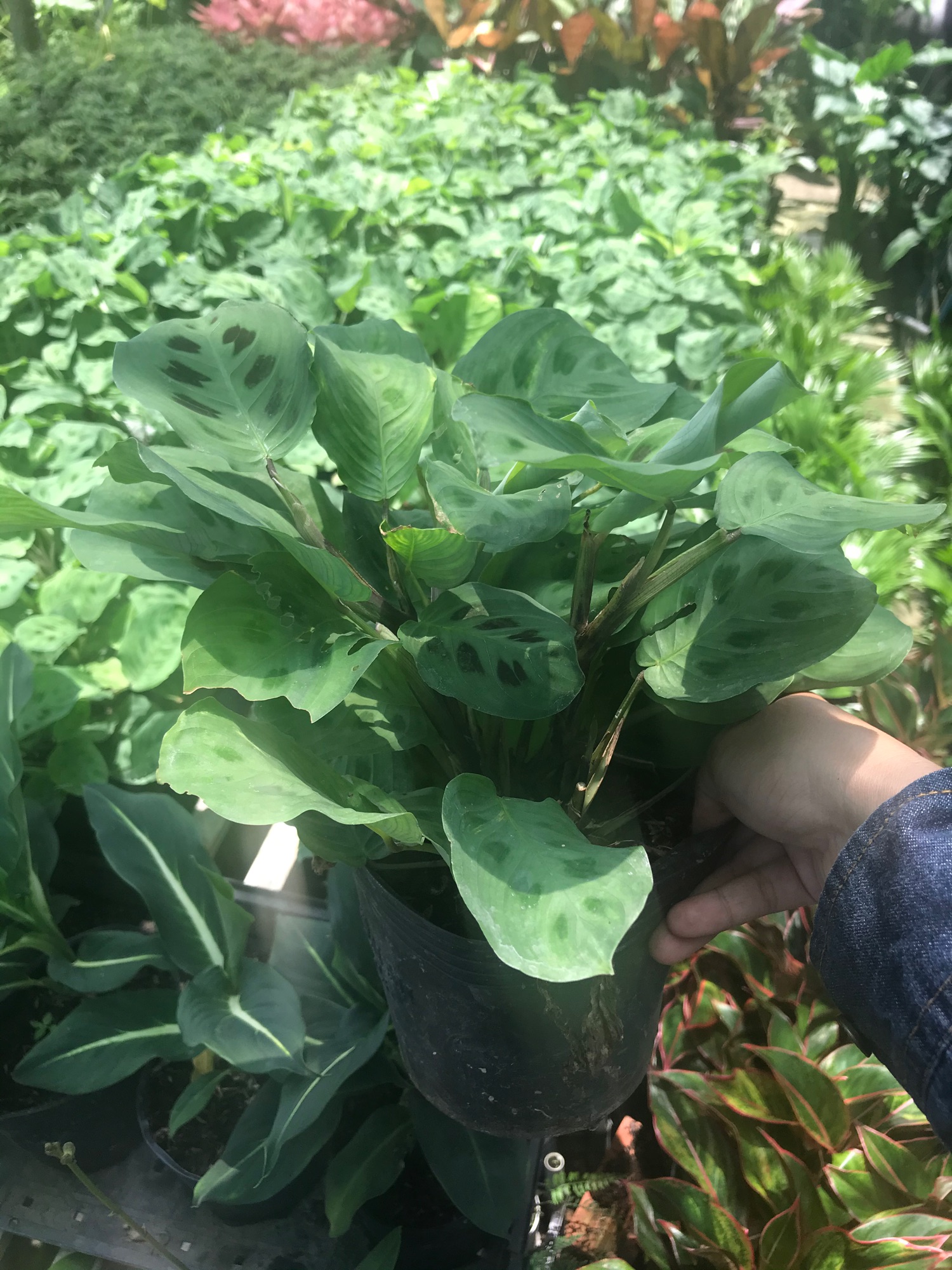 Đuôi công xanh+ tặng phân bón cho cây