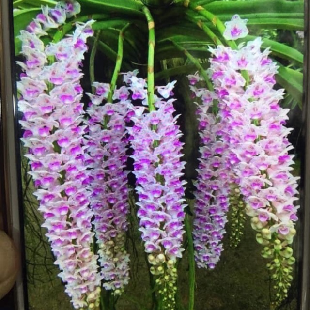 1 bÓ LAN ĐUÔI CHỒN - Hàng chuẩn Rừng - Hoa siêu đẹp uy tín chất lượng