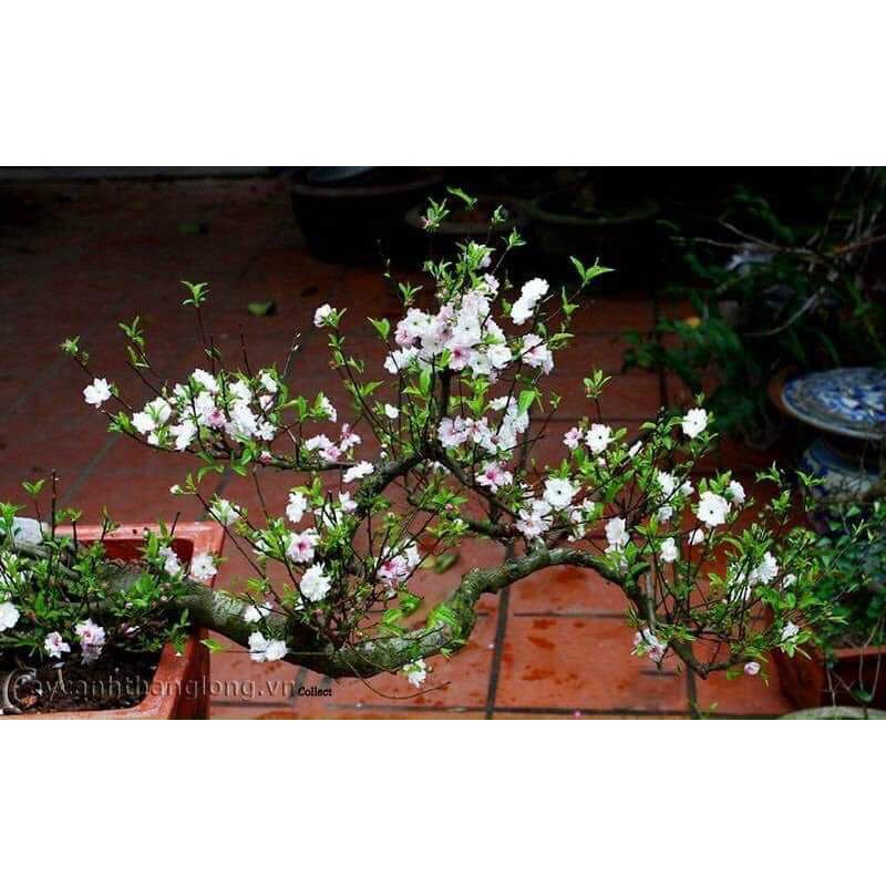 Nhất chi mai cây giống