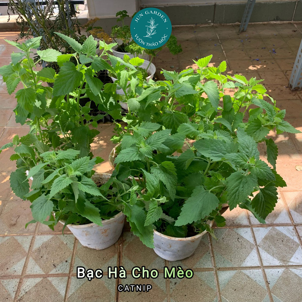 Cây Bạc Hà Mèo JUN GARDEN Catnip Và Catmint