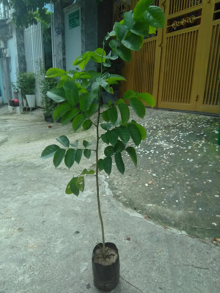 Cây giáng hương - chiều cao 60cm